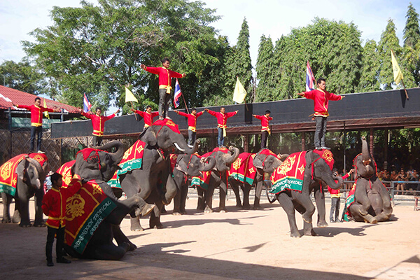 elephant village