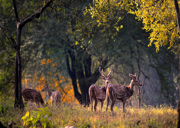 Kanha